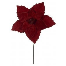 Χριστουγεννιάτικο Λουλούδι Αλεξανδρινό Κόκκινο